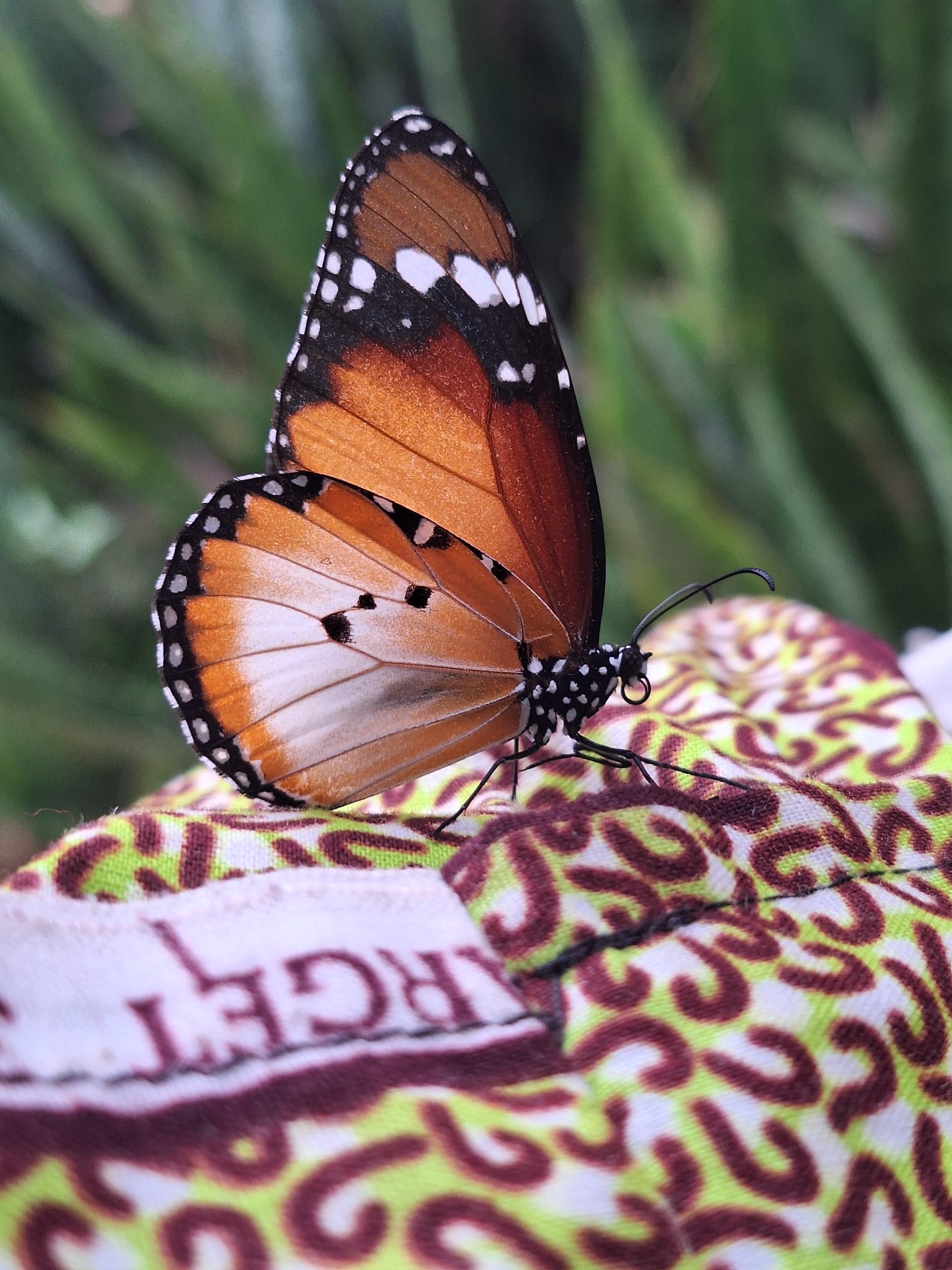 Er zijn vele mooie vlinders en vogels te spotten in de tuin van BWO hostel