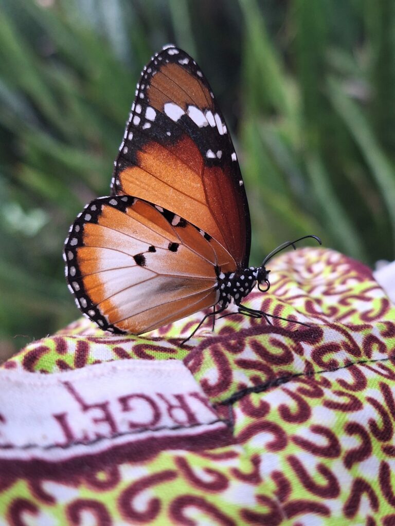 butterfly on the terrace in BWO hostel's lush garden