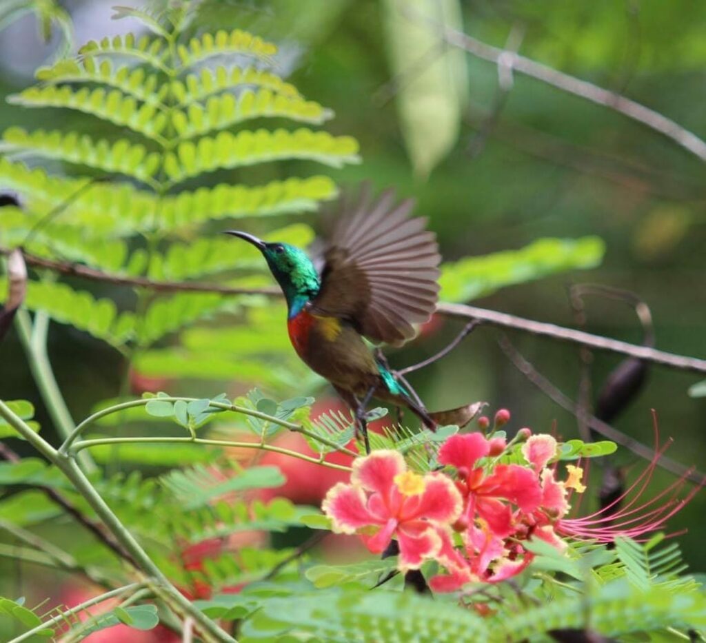 een sunbird fladdert er op los in de weelderige tuin van BWO hostel, een guesthouse in Ghana