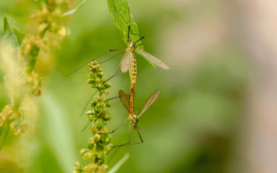 malaria in Ghana, mug op een plant