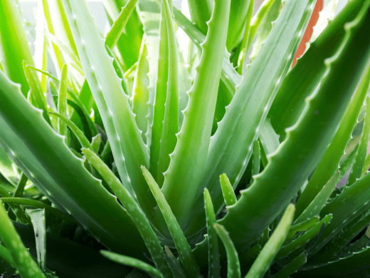 Why bring Aloe Vera gel on a trip to Ghana when the plants grow everywhere?
In the picture you can see aloe vera plants
