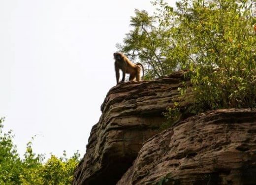 Baviaan gespot tijdens een wandeling in Bomfobiri Ws in Kumawu, Ghana