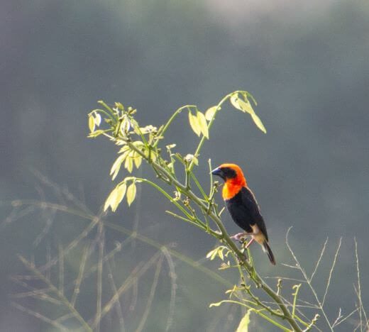 prachtige vogels in Bomfobiri ws Ghana