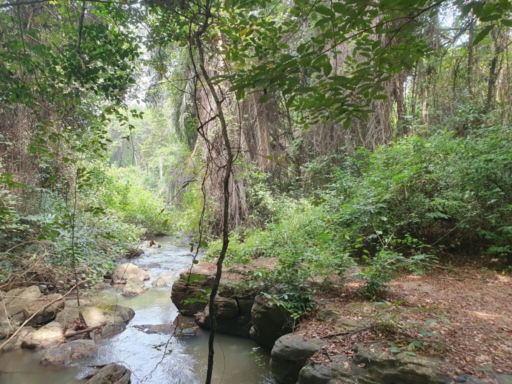 Tijdens de off the beaten path hike bij Bomfobiri ws in Ghana kun je veel mooie bezienswaardigheden zien, zoals deze rivier in het weelderige bos