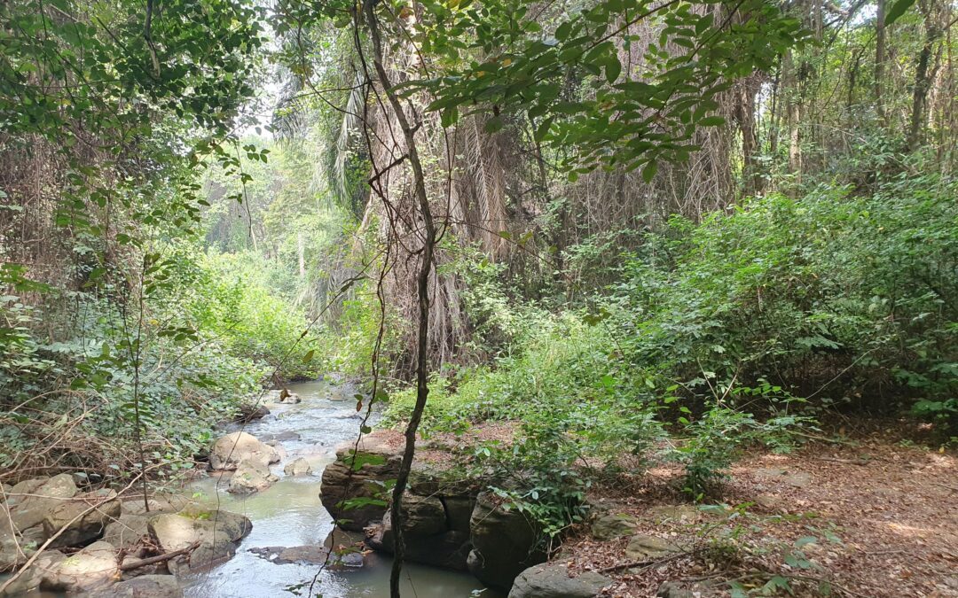 Tijdens de off the beaten path hike bij Bomfobiri ws in Ghana kun je veel mooie bezienswaardigheden zien, zoals deze rivier in het weelderige bos