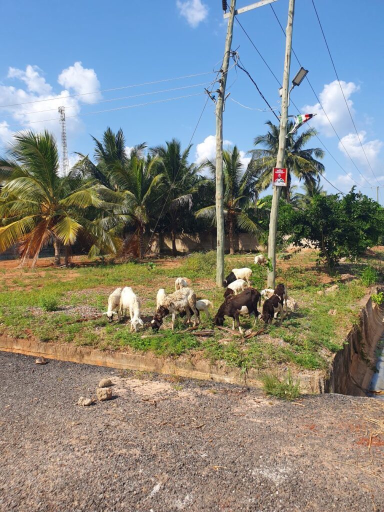 Schapen in Ghana zien er anders uit dan in Nederland, slow travel