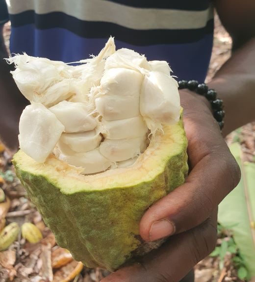 cocoa pod