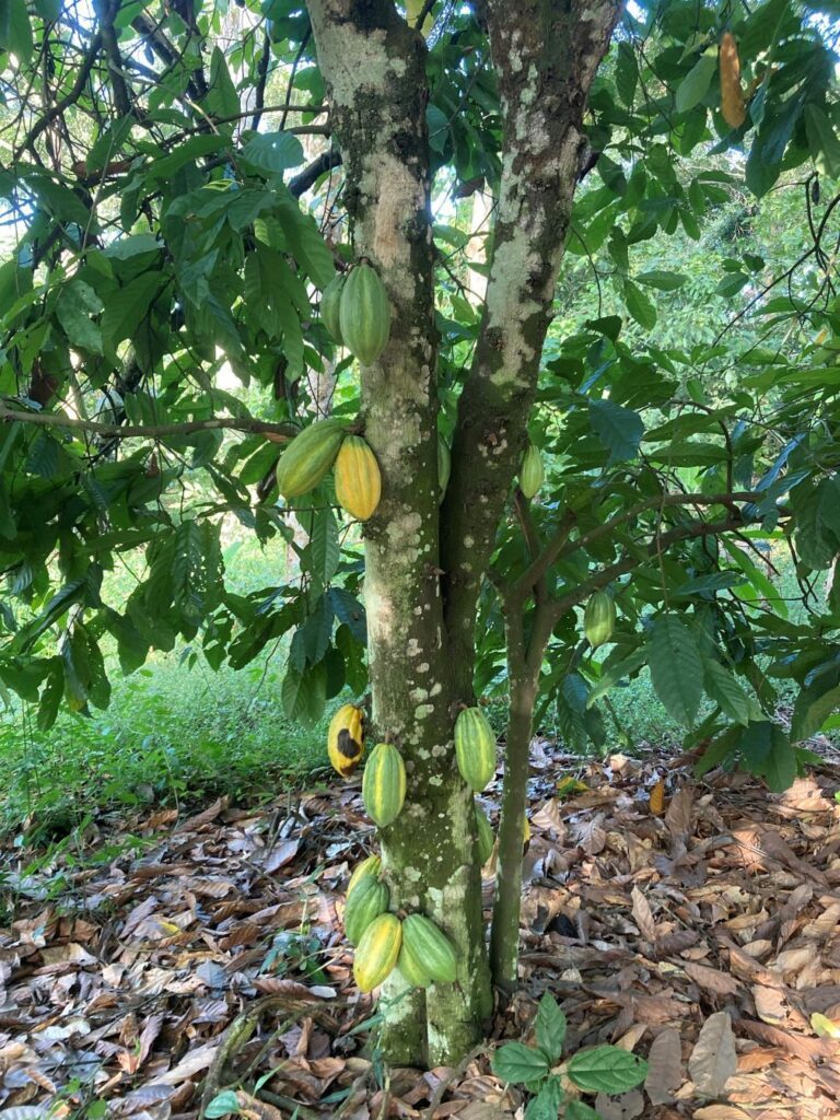 cacao boom