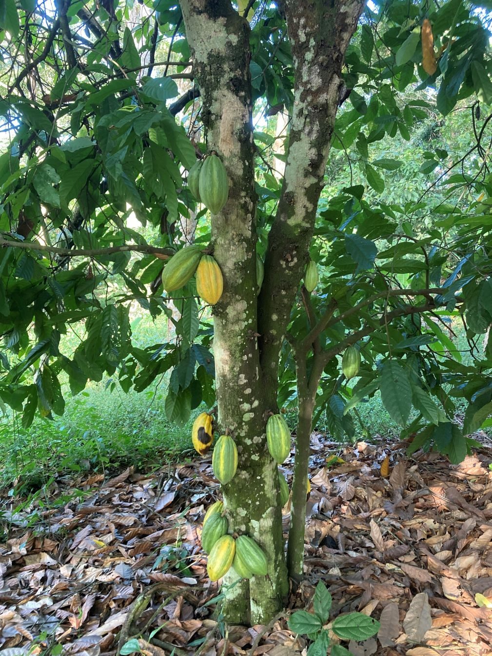 cocoa tree