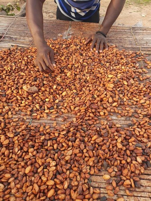 turning of dried cocoa