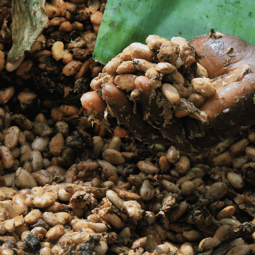 fermenting cocoa