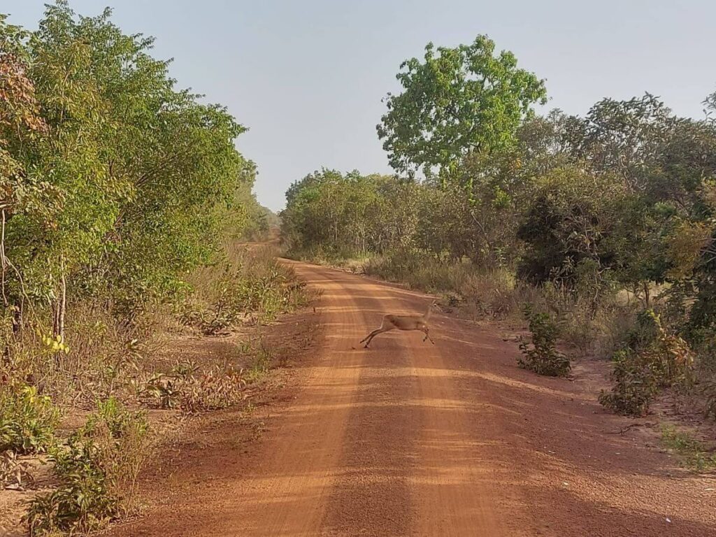 Spot meer dieren in Ghana, zoals deze antilope tijdens de game drive