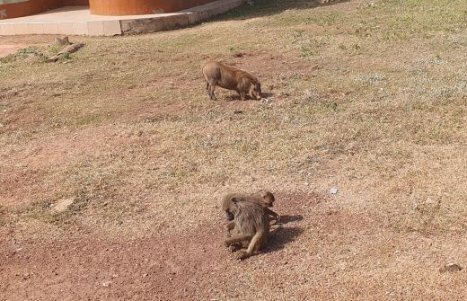 baboons and warthogs at Mole national park in Ghana