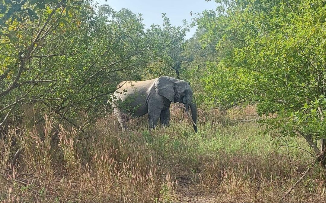 spot olifanten in Ghana, tijdens een safari