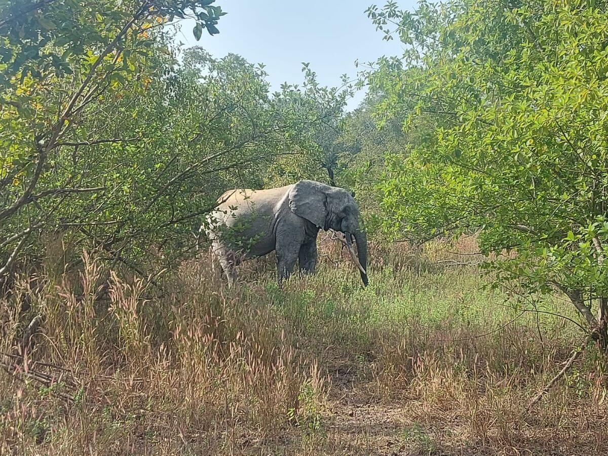 spot elephants in Ghana, during a safari