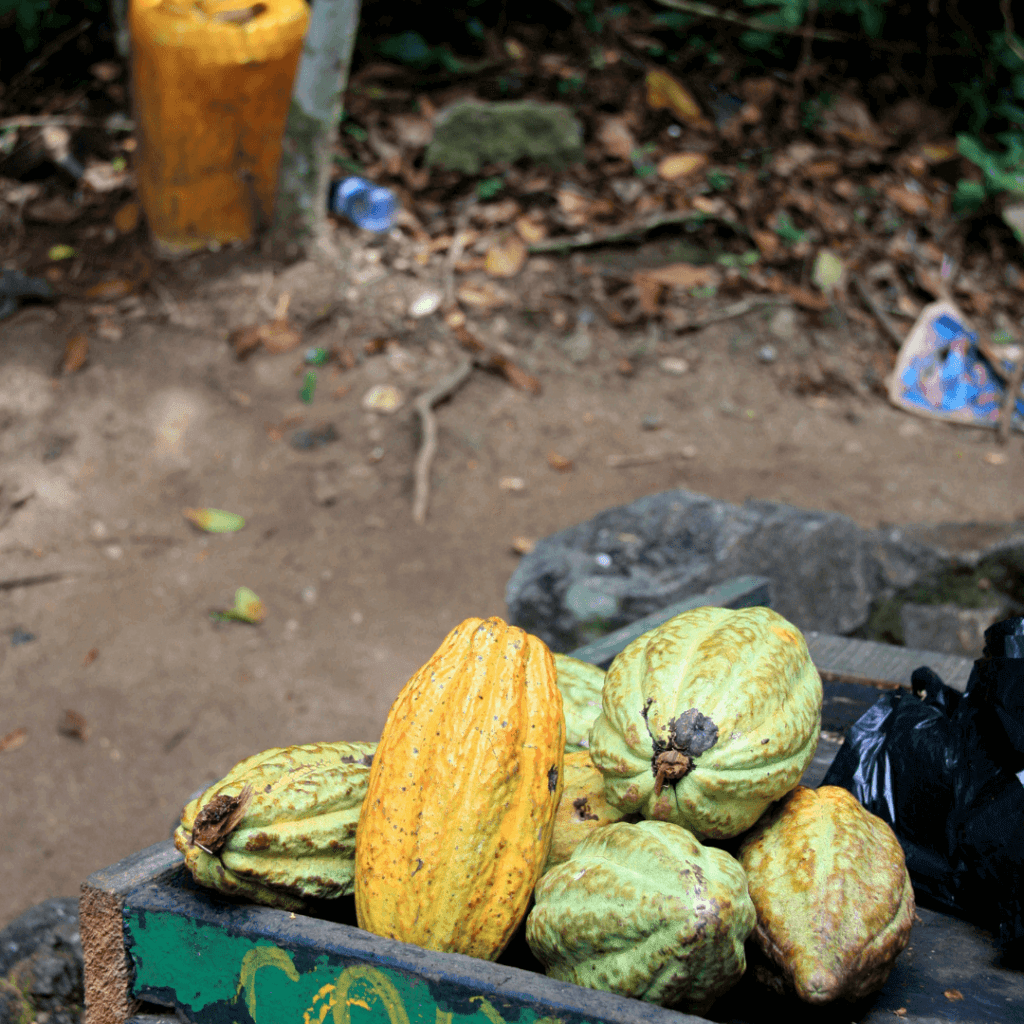 cocoa at a farm in Ghana