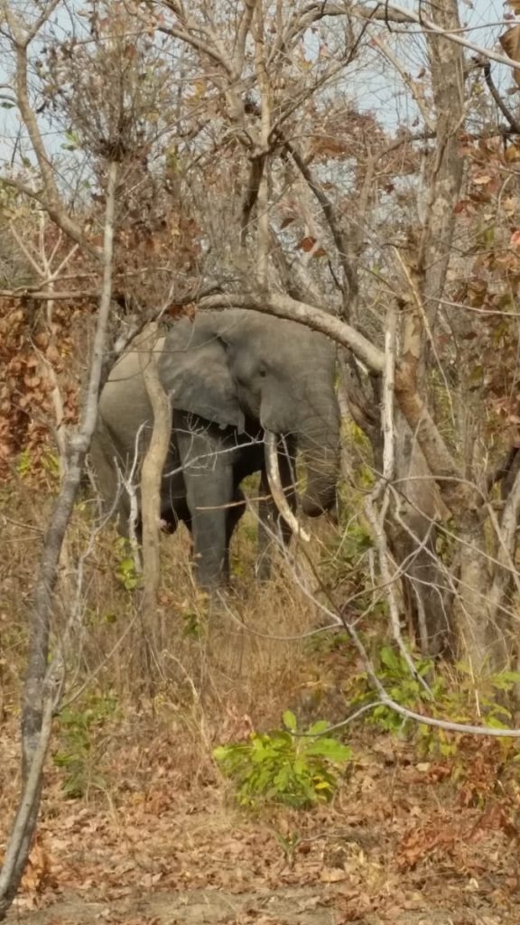 Olifant in het bos in Ghana, gezien tijdens een safari in Mole