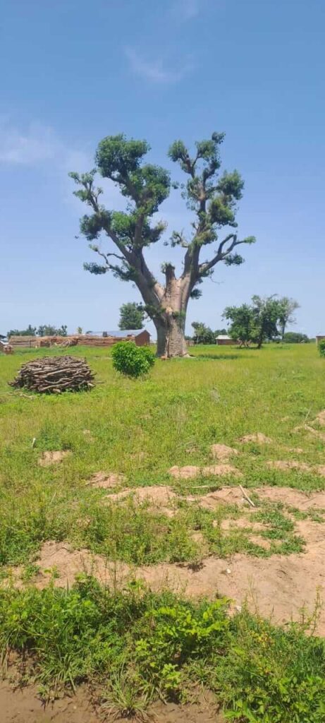 Baobab in de upper west regio Ghana