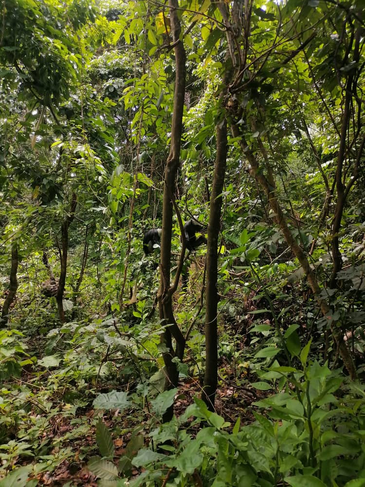 zwart-witte franje apen in Bono region, ghana