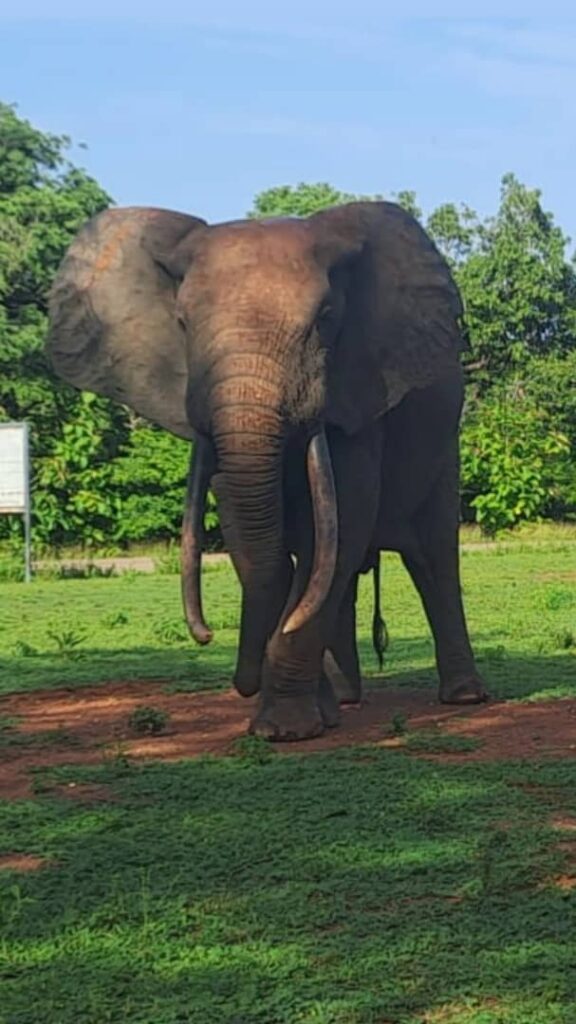Close encounter met Nash de olifant upclose in Mole np tijdens het regenseizoen