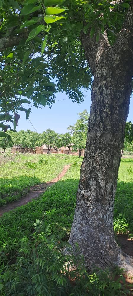kraaldorp vlakbij Fufulso Ghana