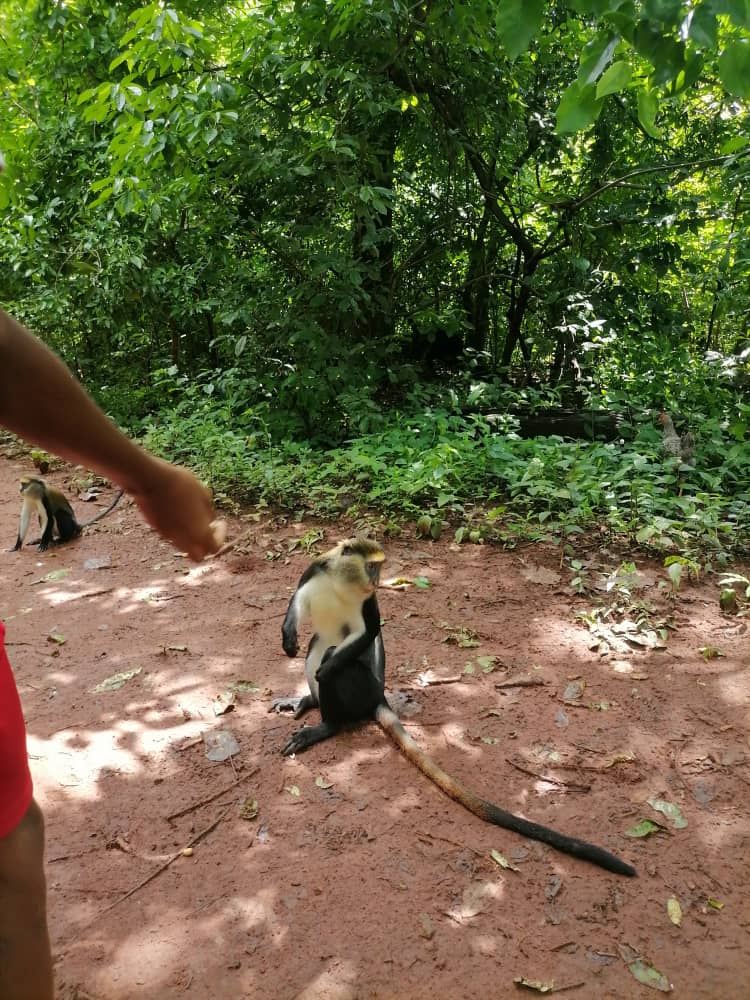 mona meerkat in Boabeng fiema, een heilig apen dorp in Ghana